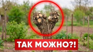 Эта ОБРЕЗКА выглядит СТРАШНО… НО ПРОДЛЕВАЕТ жизнь деревьям
