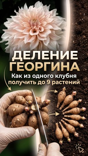 деление  георгин