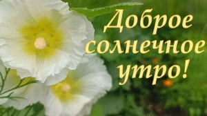Доброе солнечное утро! Шикарная музыкальная открытка.