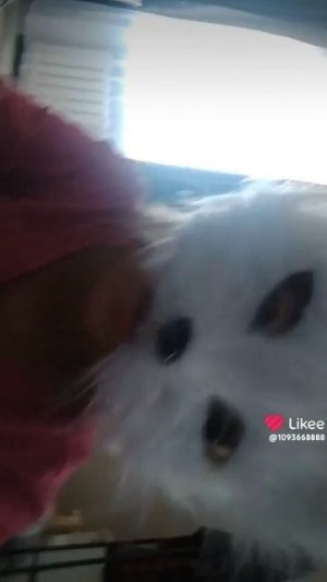 новое