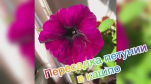 Пересадка петунии в кашпо