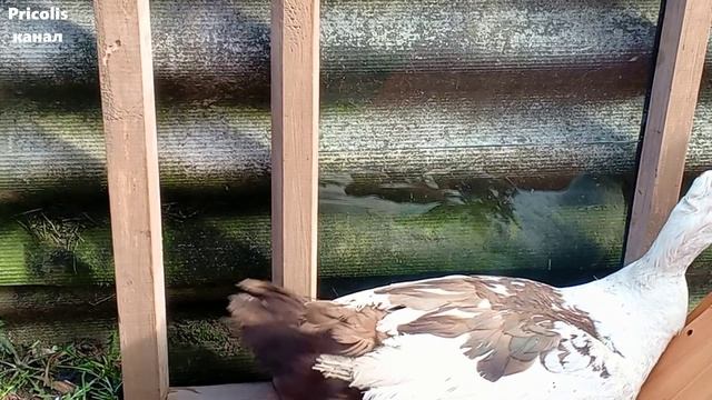 Самец индоутки не узнает себя