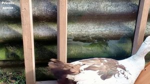 Самец индоутки не узнает себя