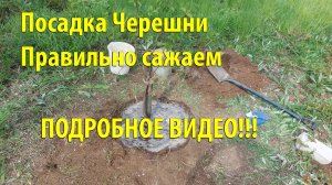Посадка Черешни.  Как правильно посадить? Как сделать правильно приствольный круг?