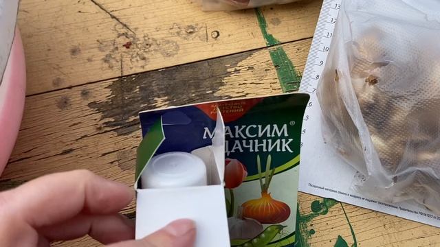 Весенняя покупка луковиц тюльпанов и нарциссов