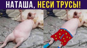 НАТАШ, НЕСИ ТРУСЫ! Приколы с котами)