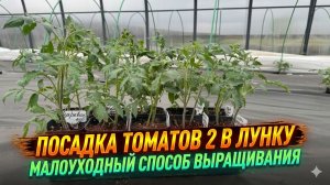 ПОСАДКА ТОМАТОВ 2 в ЛУНКУ, Главные правила выращивания