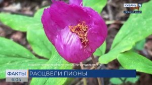 Редкие пионы зацвели в Сочинском нацпарке