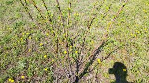 VID_20260507_100400.mp4в этом году без сливы.