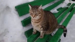 Жизнь супер толстого кота Степана, зима 2020