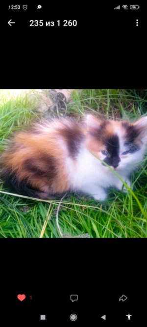 кошка