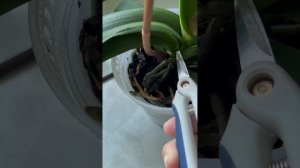 Как правильно отрезать цветонос?!