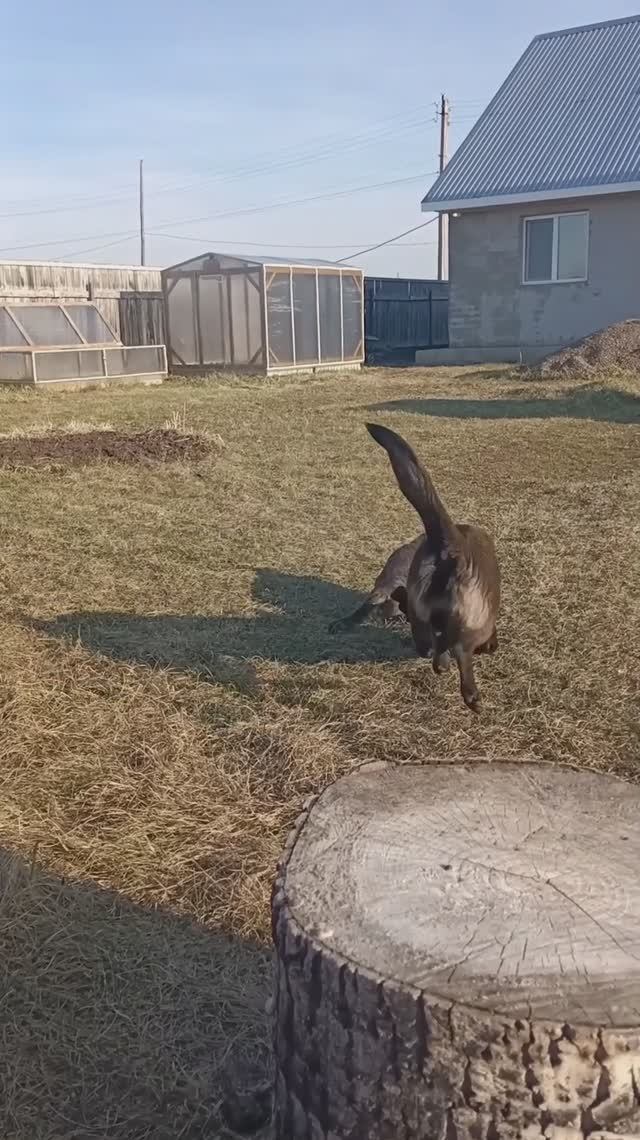 Кошка самый грозный зверь!