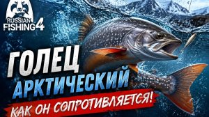 Как сопротивляется Голец Арктический? [Река «Яма» [RF-4]