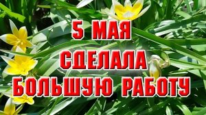 5 мая. Корчую деревья, высаживаю саженцы и еще куча дел
