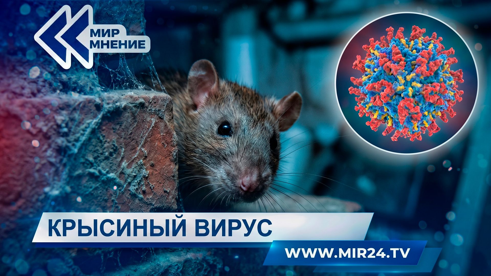 Крысиный вирус добрался до Европы: причины вспышки хантавируса и насколько он опасен?
