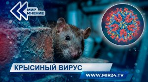 Крысиный вирус добрался до Европы: причины вспышки хантавируса и насколько он опасен?
