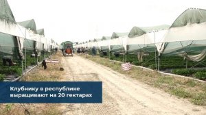 Спелая и ароматная: землянику начали собирать в Крыму.