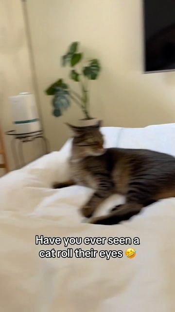 Как выглядит эмоция Мой хозяин идиот