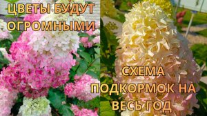 Чем кормить гортензию, чтобы соцветия были по 40 см? Мой график на весь сезон.