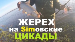 Жерех, на Simовские Цикады!