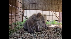 КНОПКА ИЛИ КНОПА, МЕДВЕЖЬЯ ДЕВОЧКА ИЗ ВОЛОГОДСКОЙ ОБЛАСТИ