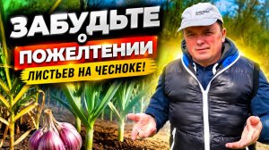 Пожелтел чеснок? Сделайте одну простую вещь и он снова станет зелёным!