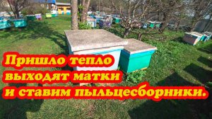 ПРИШЛО ТЕПЛО И ПОШЁЛ НЕБОЛЬШОЙ ВЗЯТОК, ПОСТАВИЛИ ПЫЛЬЦЕСБОРНИКИ.