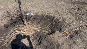 Размножение фундука методом «дужкой»