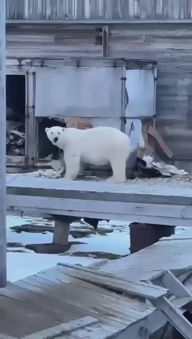 Незваный гость, зачастил.