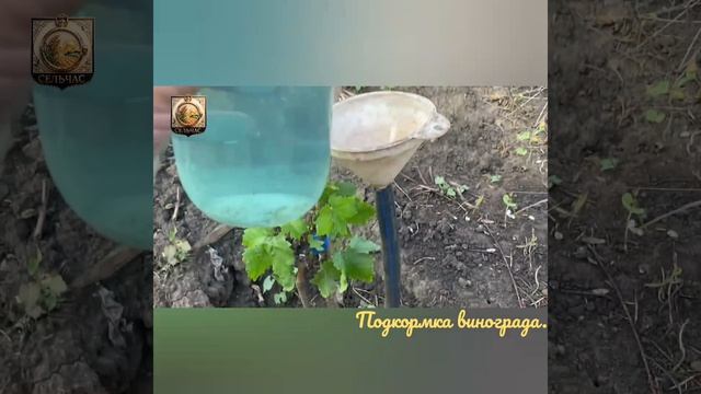 Подкормка винограда.