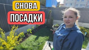 ВЛОГ ! Ура ТЕПЛО ! Высадили ПОМИДОРЫ И ПЕРЕЦ в грунт !