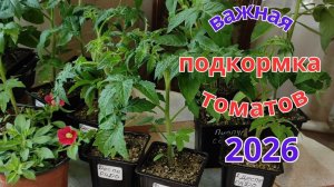 Чем подкормить рассаду томатов и перцев перед высадкой в грунт. Советы и рекомендации.
