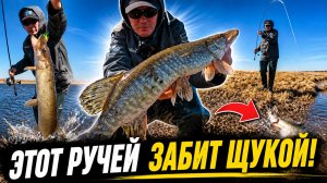 РУЧЕЙ ЗАБИТ ЩУКОЙ! ОТКУДА ИХ ЗДЕСЬ СТОЛЬКО?!