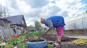 ЖИЗНЬ ЗА ГОРОДОМ,СПАСЛА ЕМУ ЖИЗНЬ,САД ОГОРОД И МОЕ ХОЗЯЙСТВО