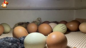 Мы снимали инкубатор 7 часов ночью… и дождались чуда (12)