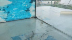 Чёрные жуки в террариуме часть 3. Медляк степной и жужелица птеростих 7 мая