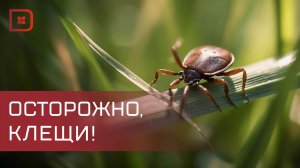 Клещи покусали уже 140 человек в Дагестане
