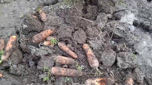 Хранение моркови в земле без выкопки: способ хороший если бы не грызуны
