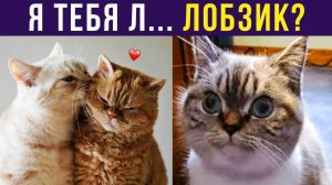 Я тебя... ЛОБЗИК))) Приколы с котами