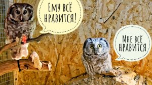 Новая сова Ванилька освоился в вольере. Лось Степан приходил поздравлять Артёма