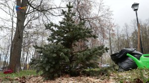 Накануне 9 Мая в Петрозаводске прошла акция по посадке деревьев