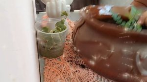 ЖАКАРАНДА сажаю ЧистиБлисти