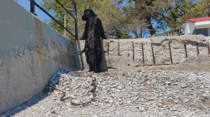 Полдня отдыха/Гуляем на море с собакой