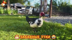 Забавные утки мускусные и пекинские на свободном выгуле со своими друзьями ч.(392) ❣️🤗😂