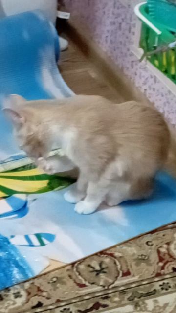 смешнои́ кот 🐈