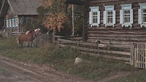Звук природы: пение мухоловки малой в деревне