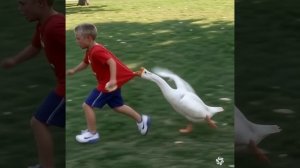Мальчик бежит от гуся