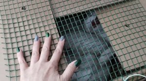 Селезень Борзый уехал в новый дом