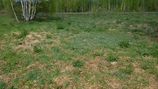 Пересадили пчёл! Продолжаем работать!